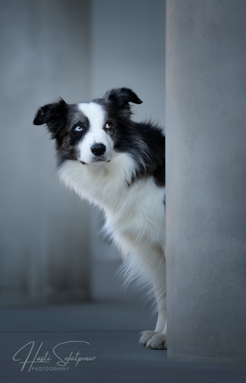 Smudge the Border Collie at the Pinakothek