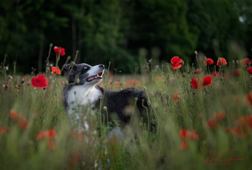 Smudge the Border Collie in the field