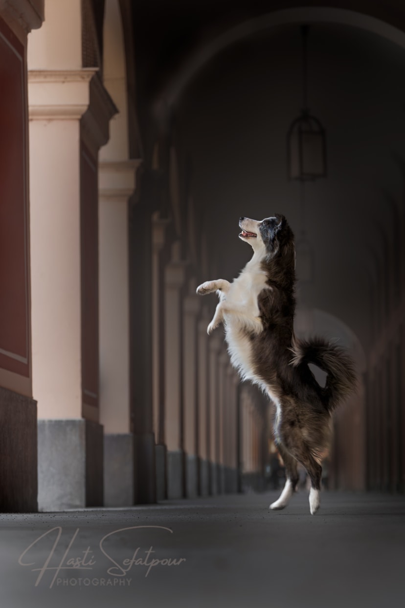Smudge the Border Collie Downtown