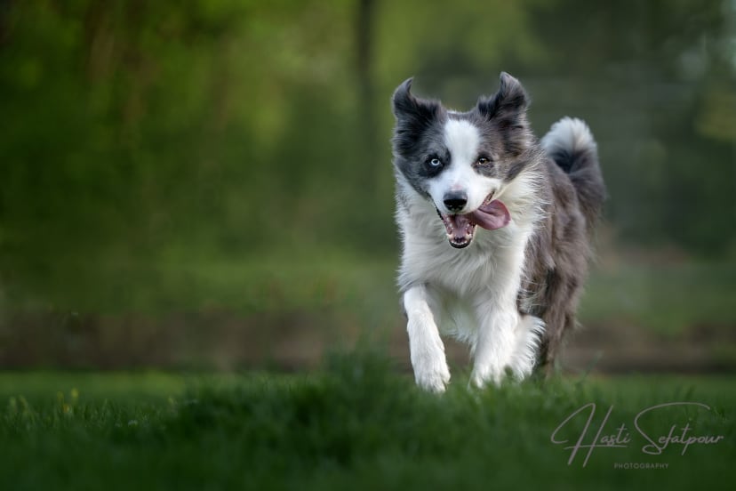 Smudge the Border Collie Running in Field