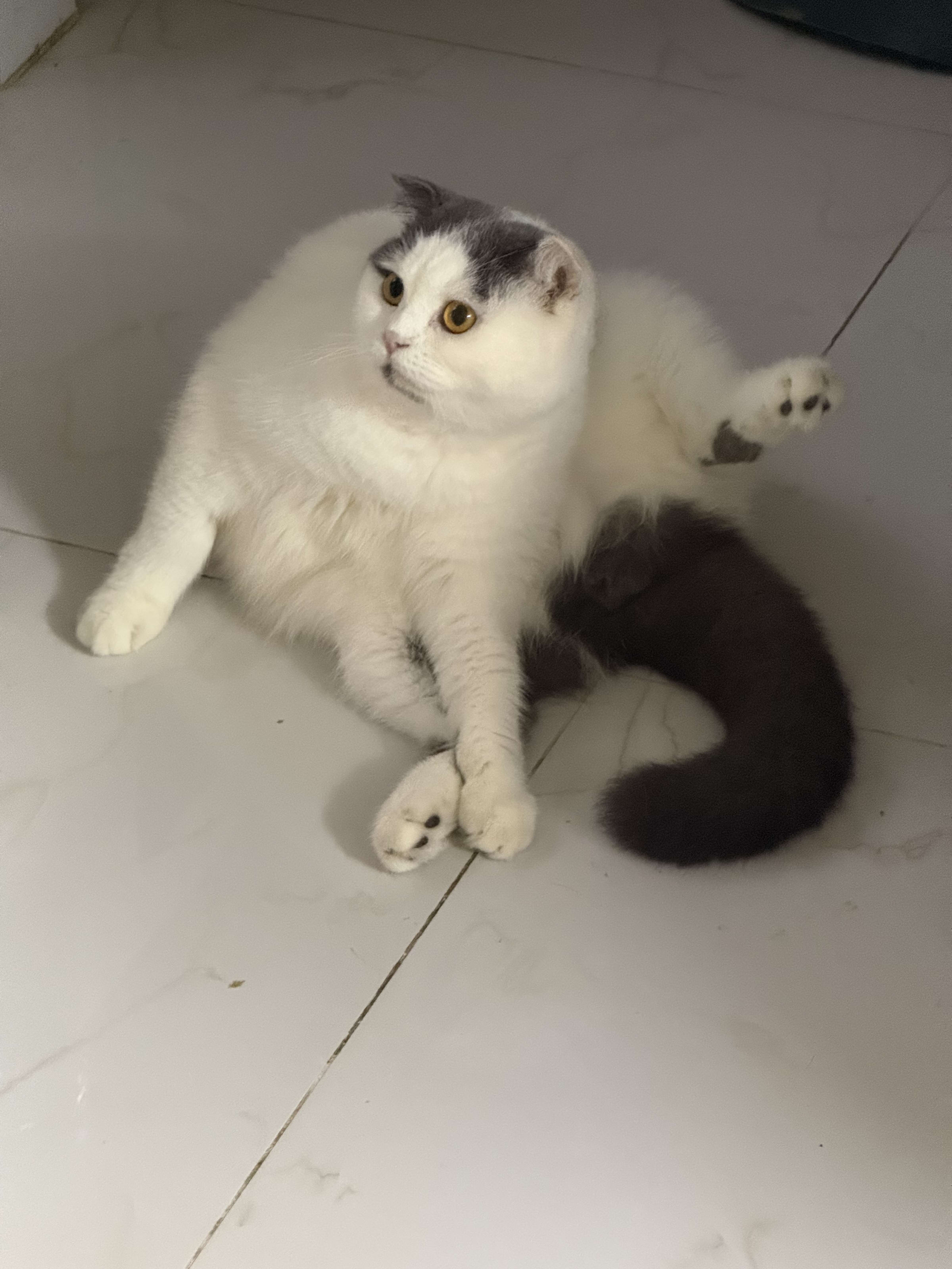 Mèo Bu