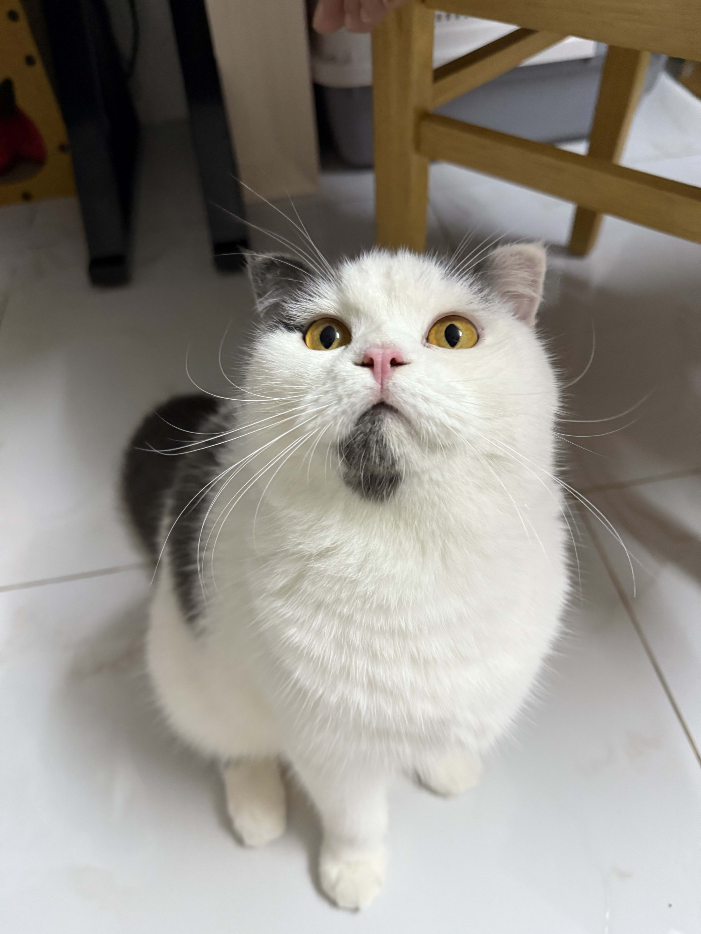Mèo Bu