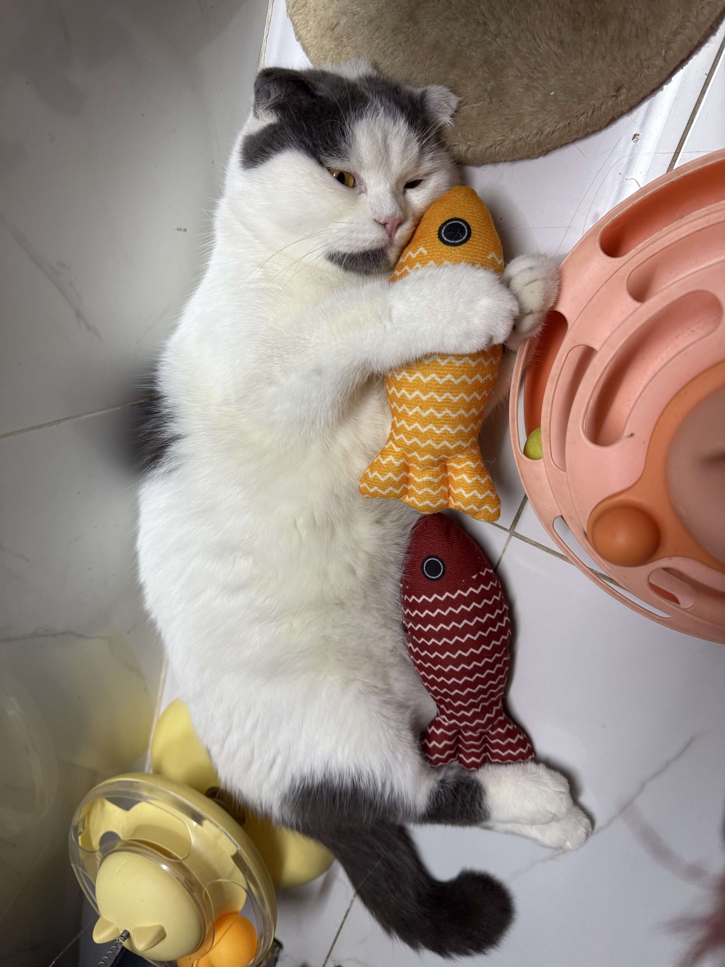 Mèo Bu