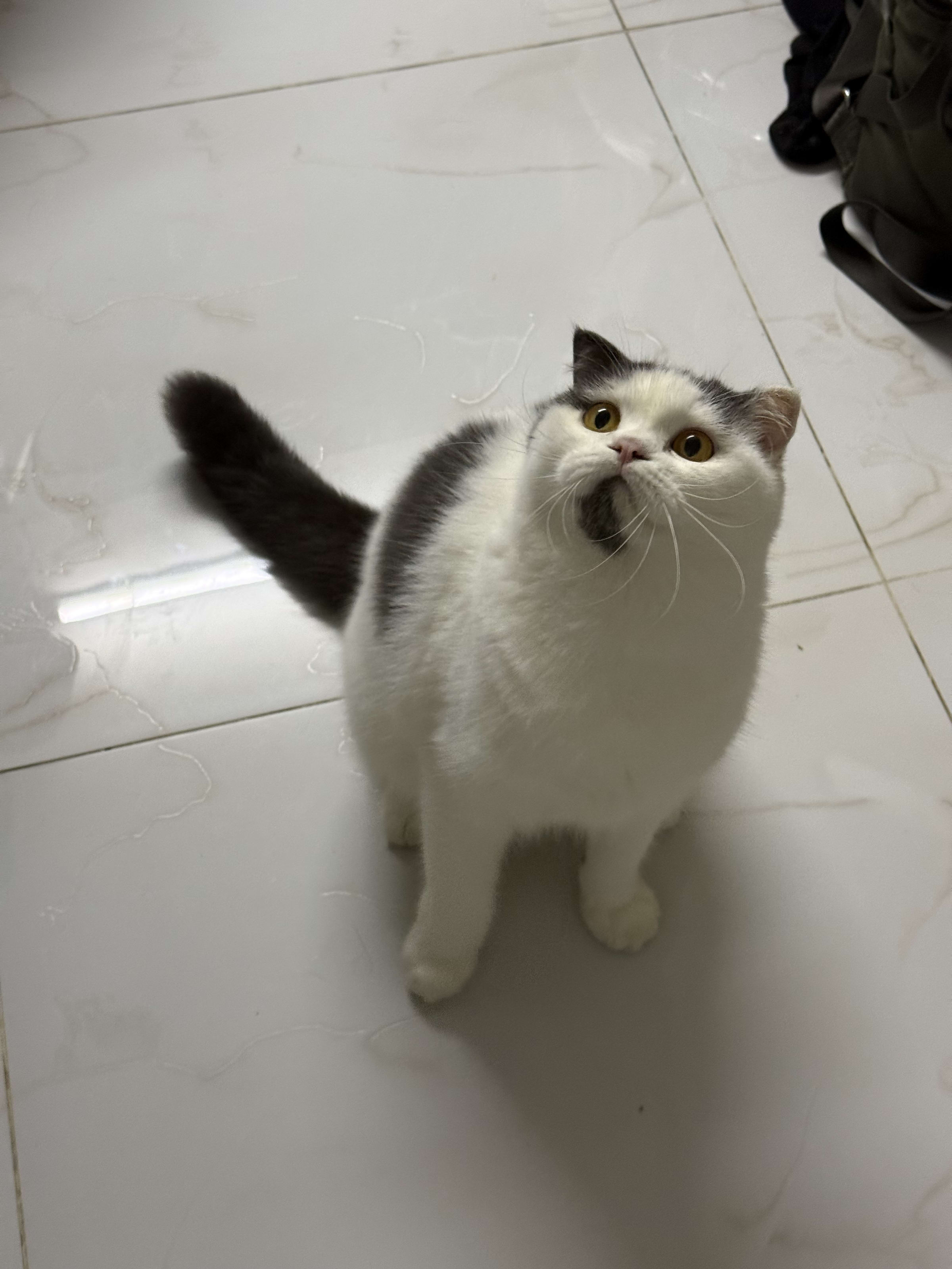 Mèo Bu
