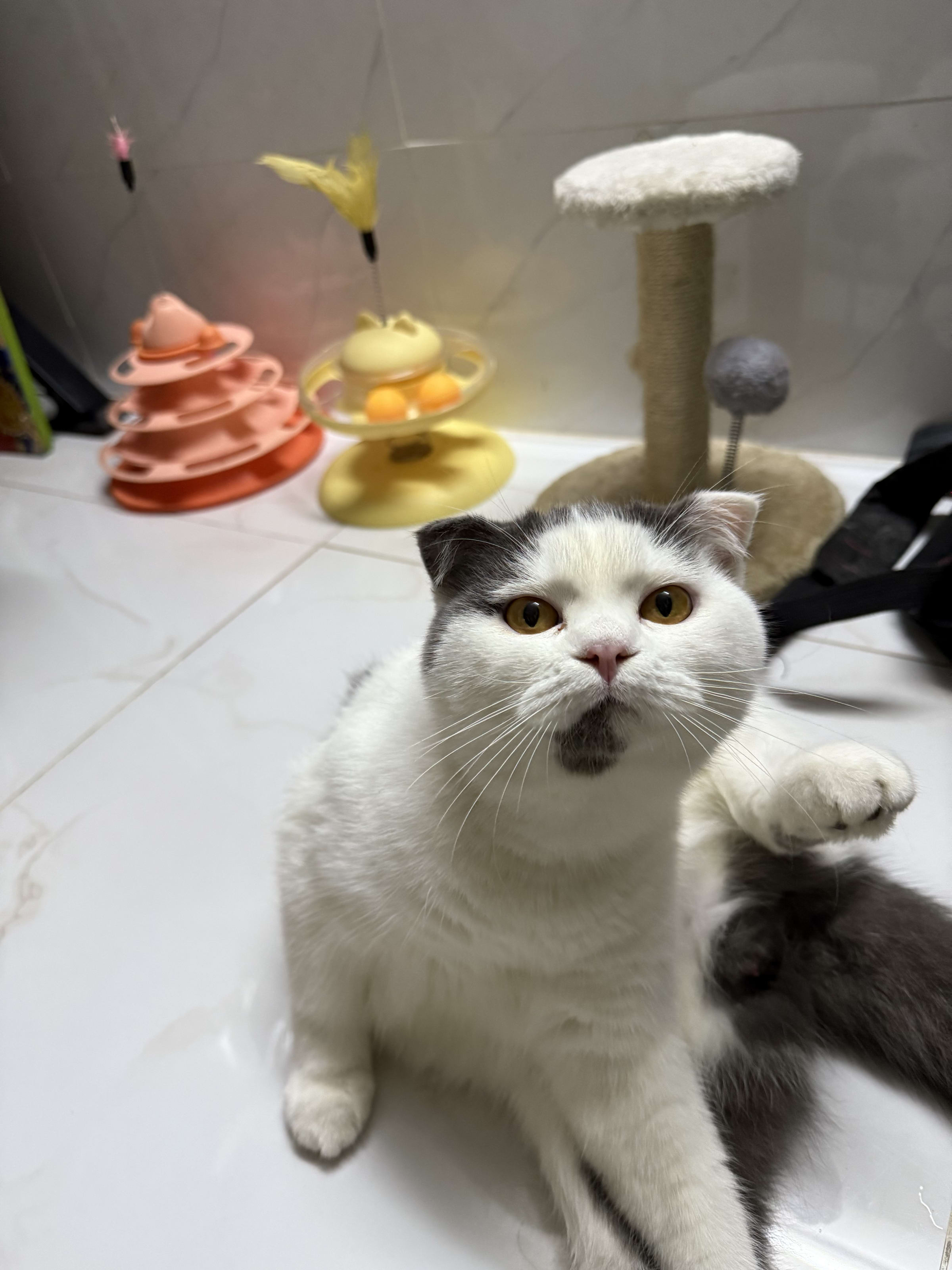 Mèo Bu