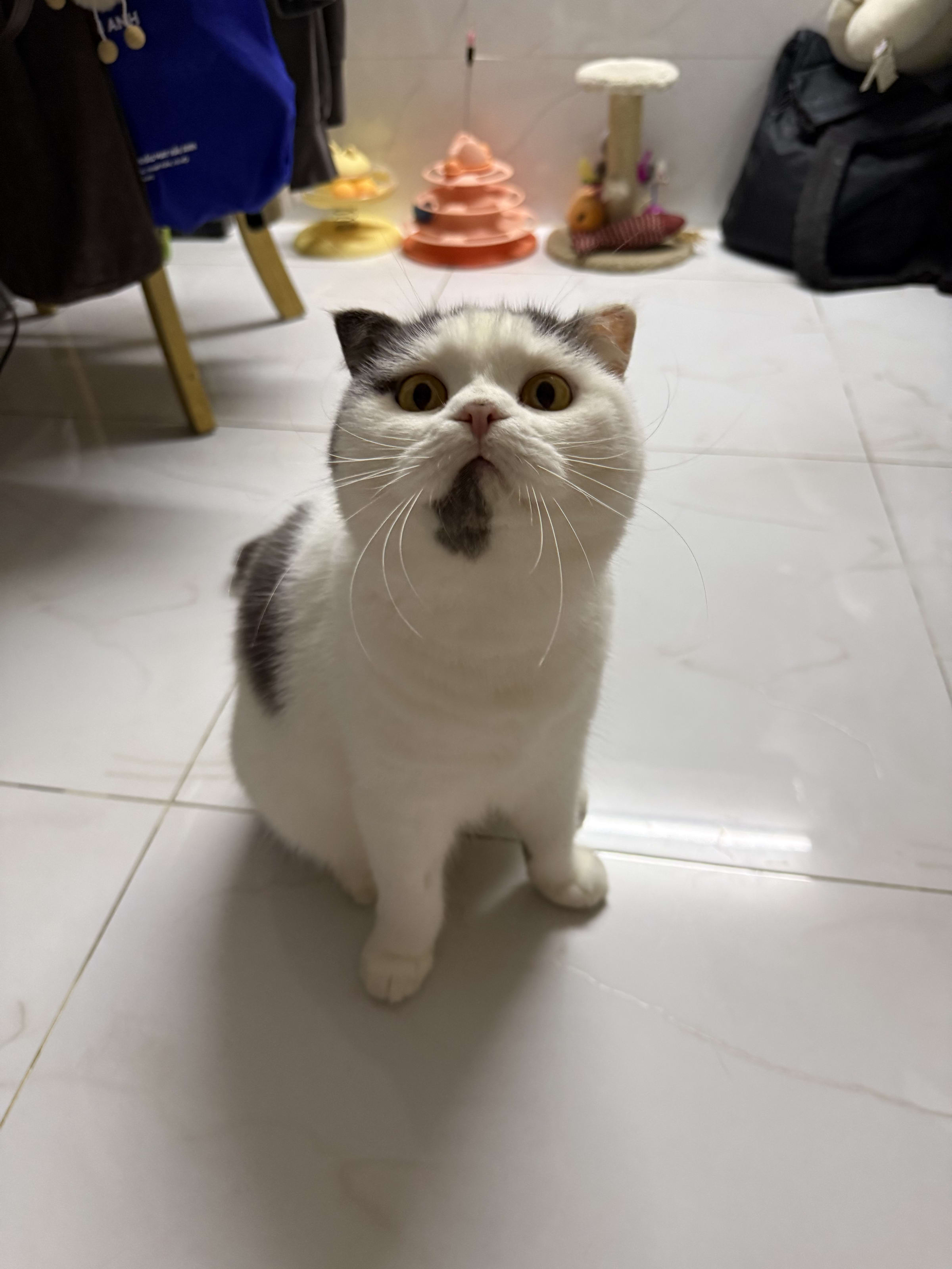 Mèo Bu