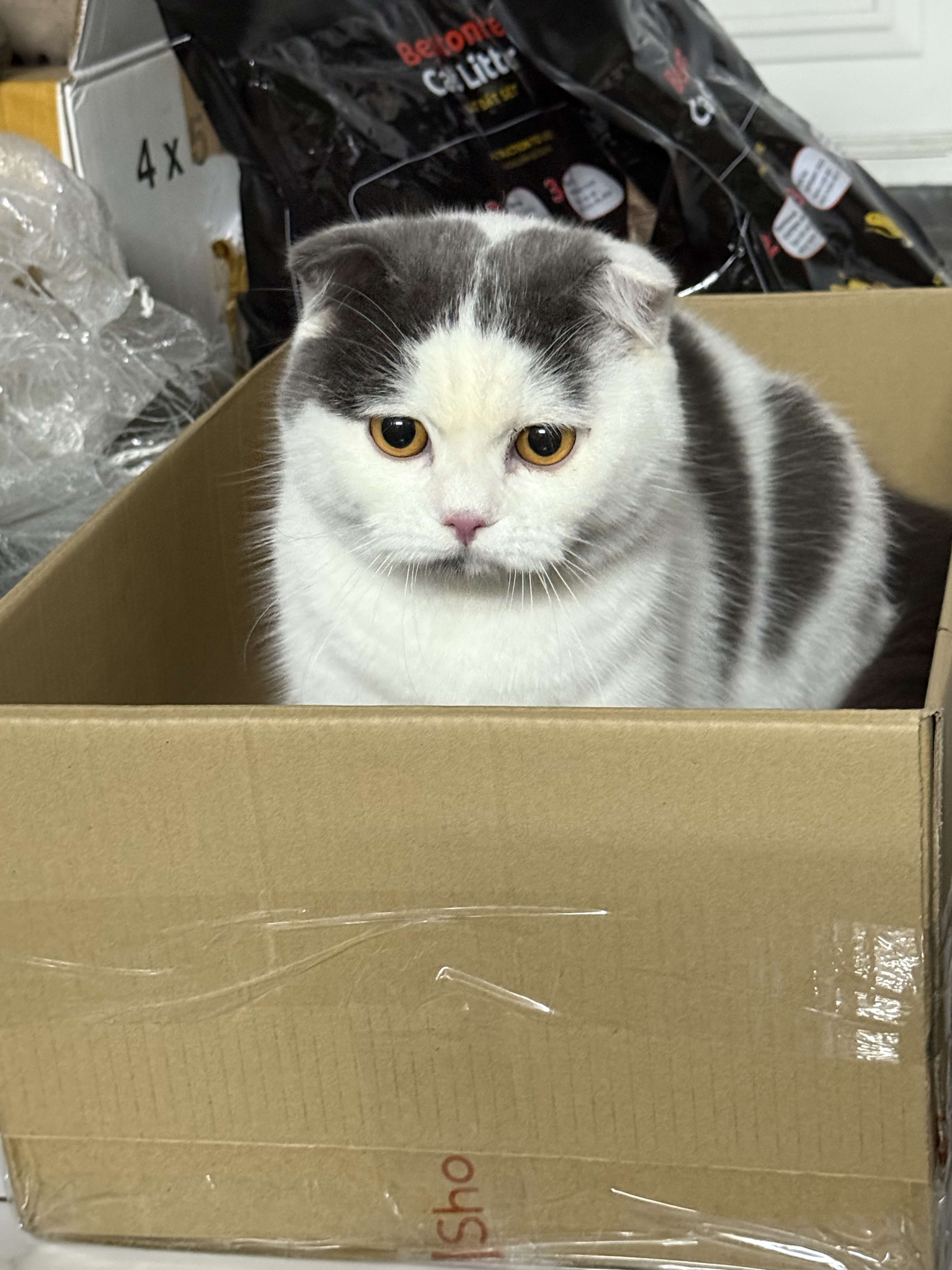 Mèo Bu
