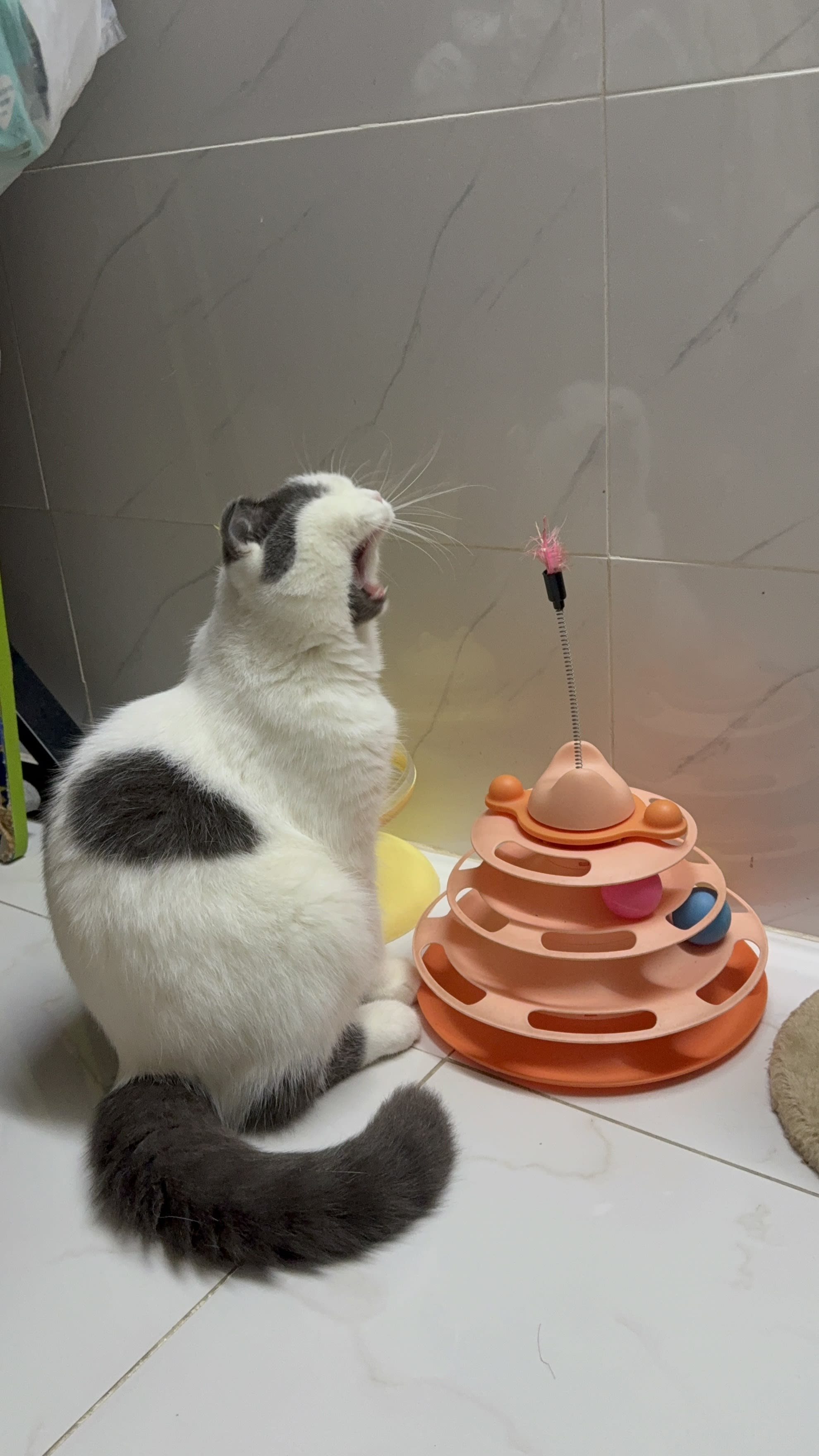 Mèo Bu