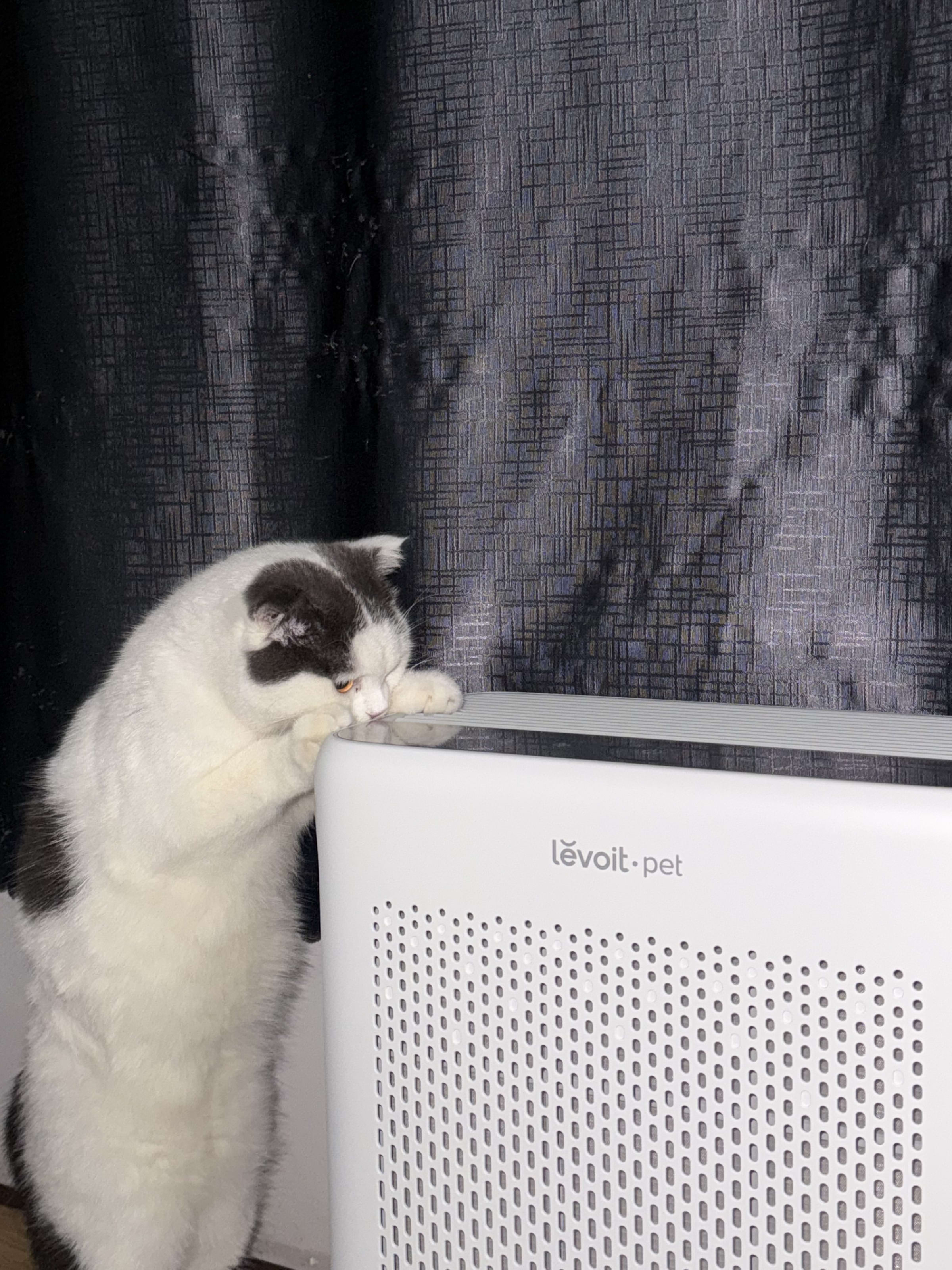 Mèo Bu