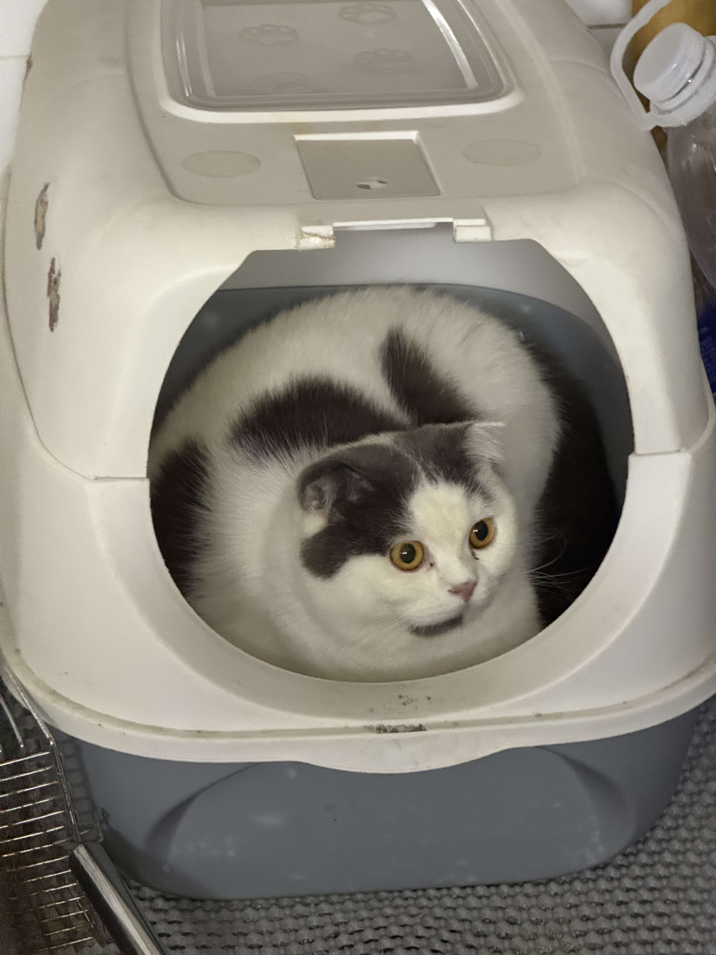 Mèo Bu