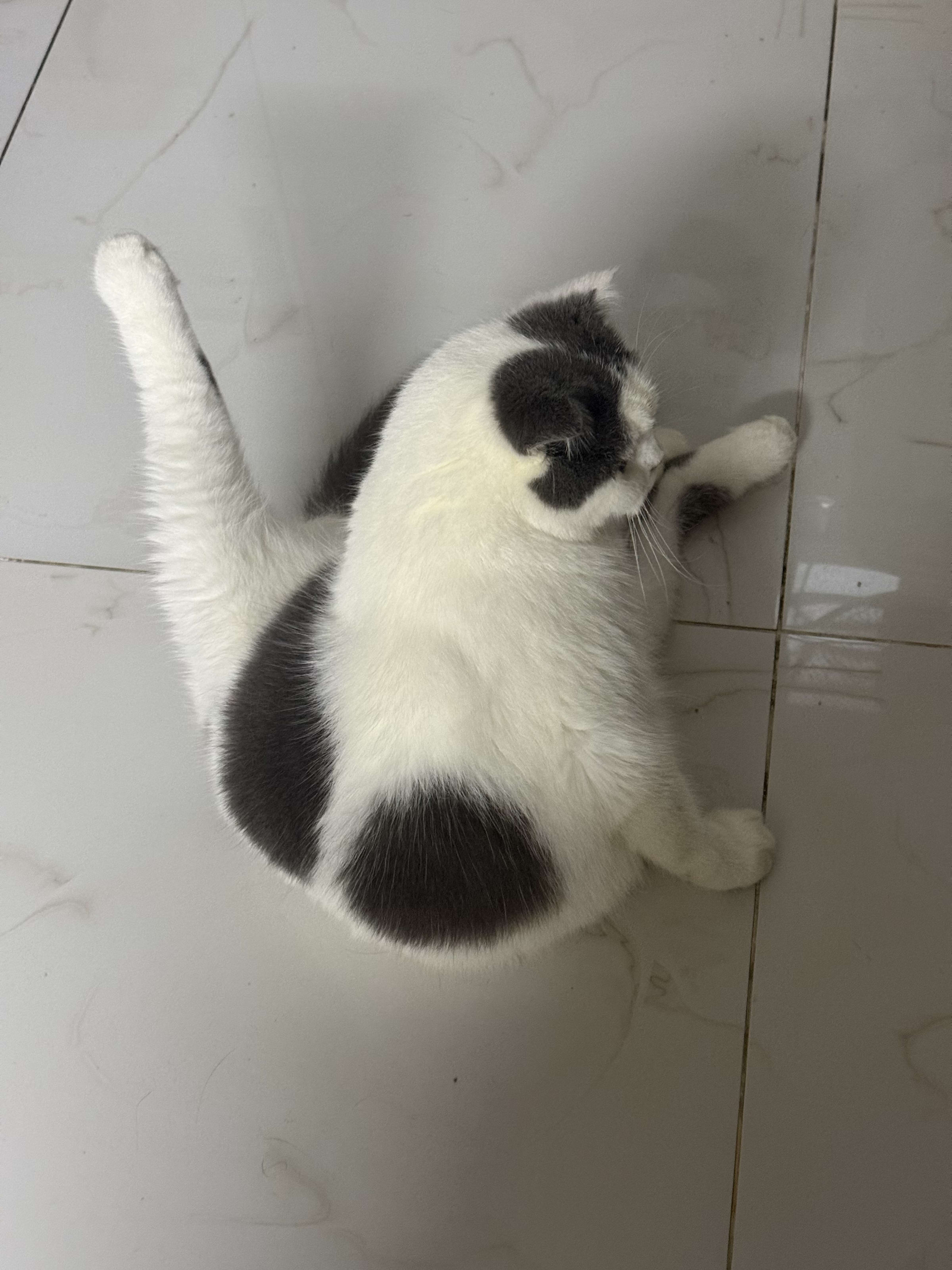Mèo Bu