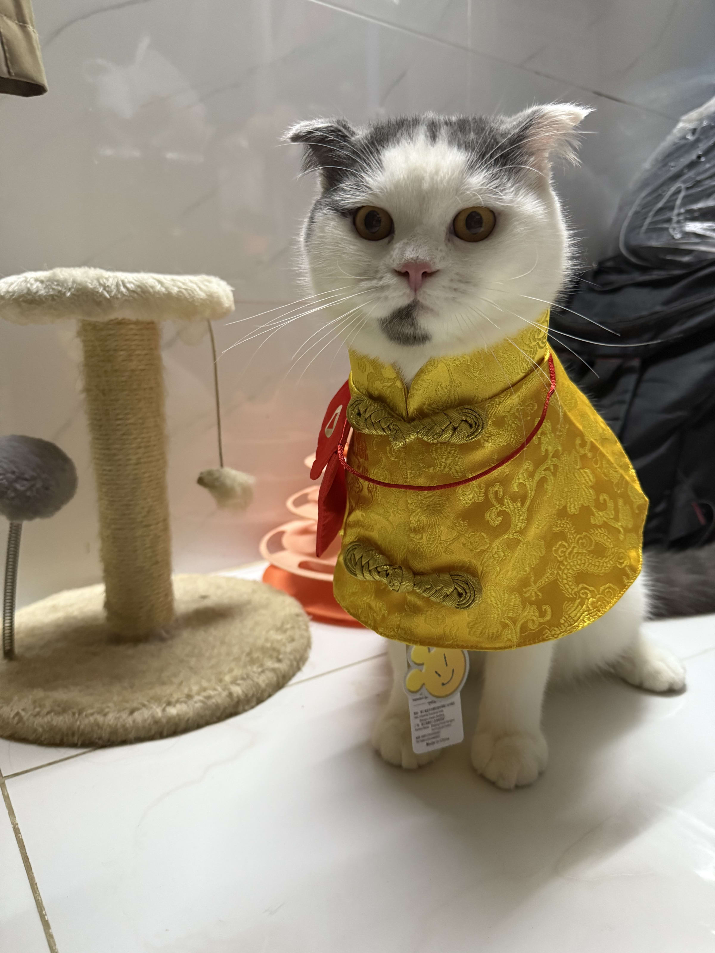 Mèo Bu
