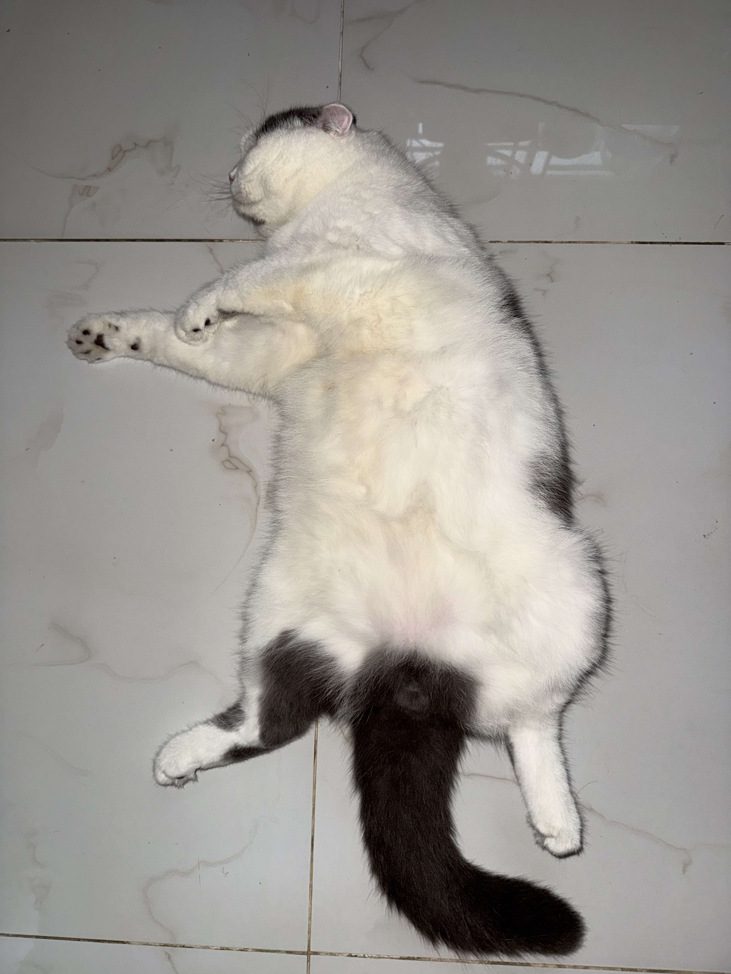 Mèo Bu