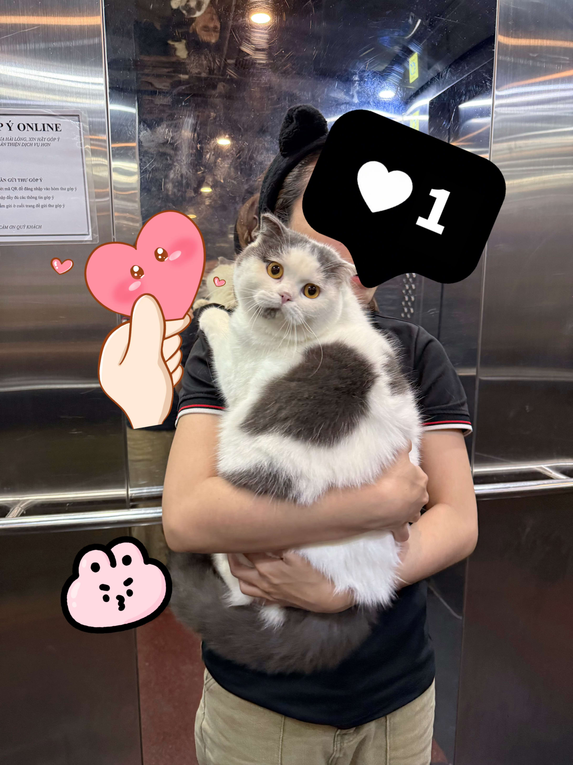 Mèo Bu