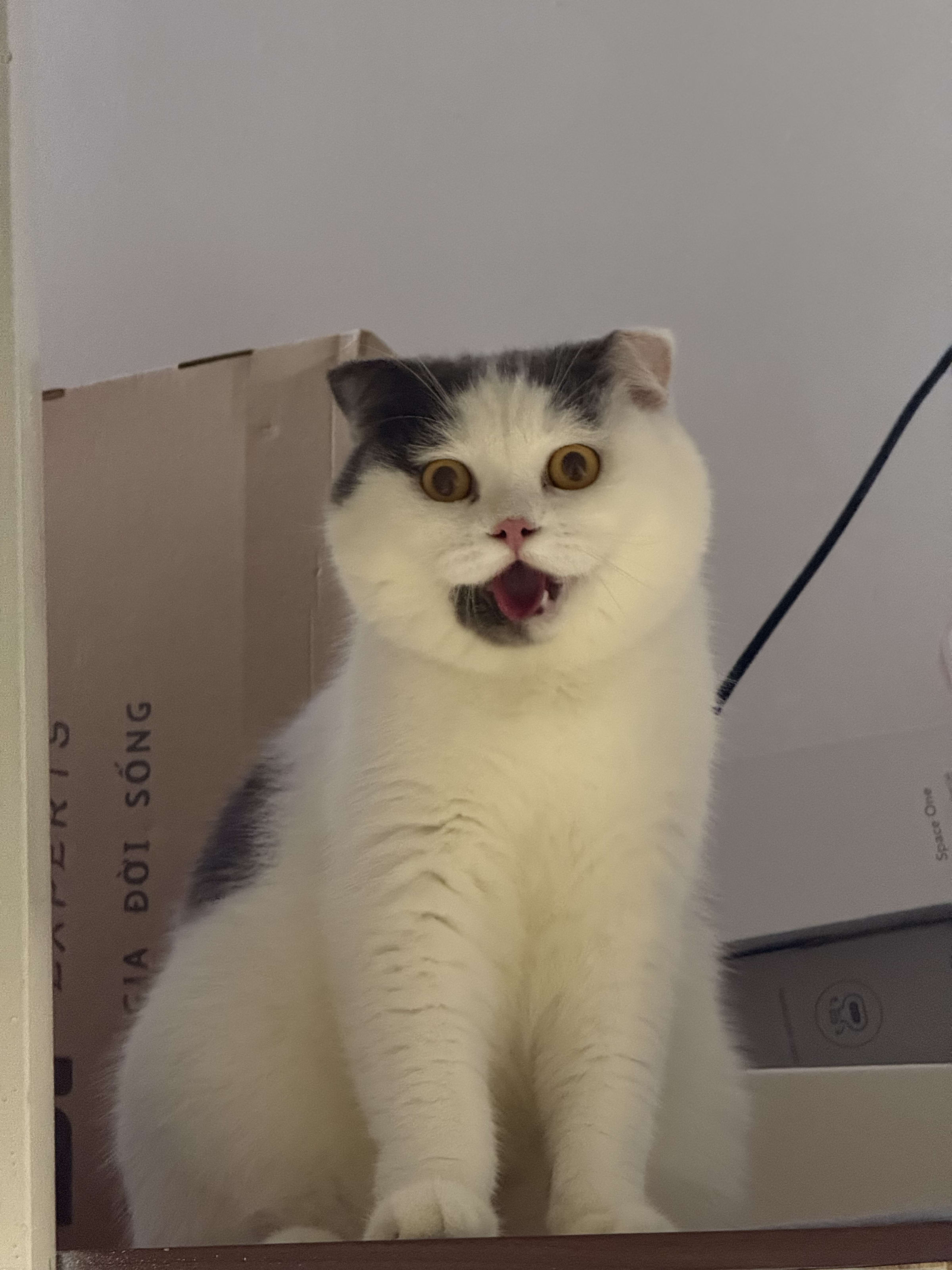 Mèo Bu