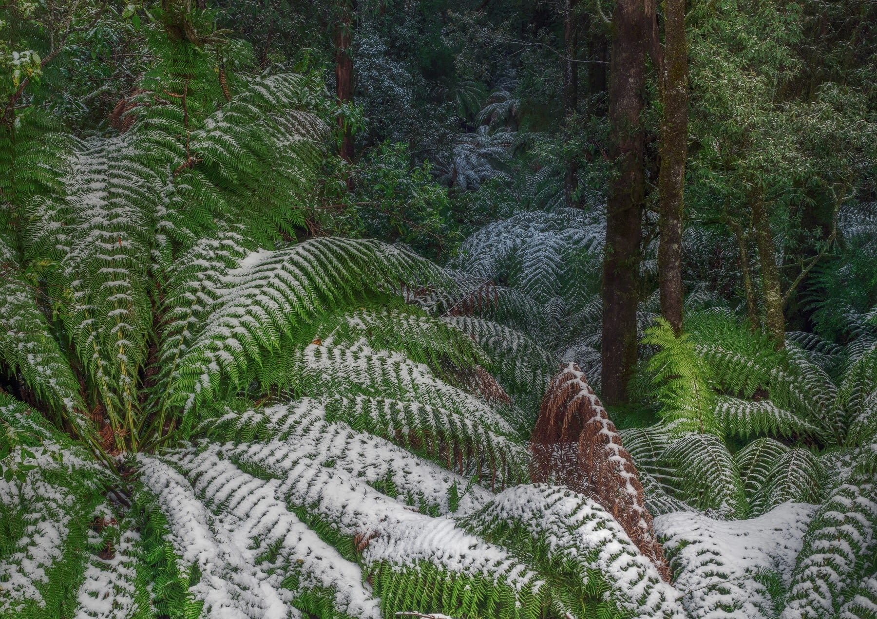 Otway Ranges forest with ferns and tall trees