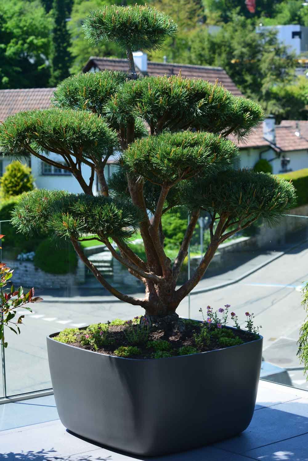 terrassen bonsai