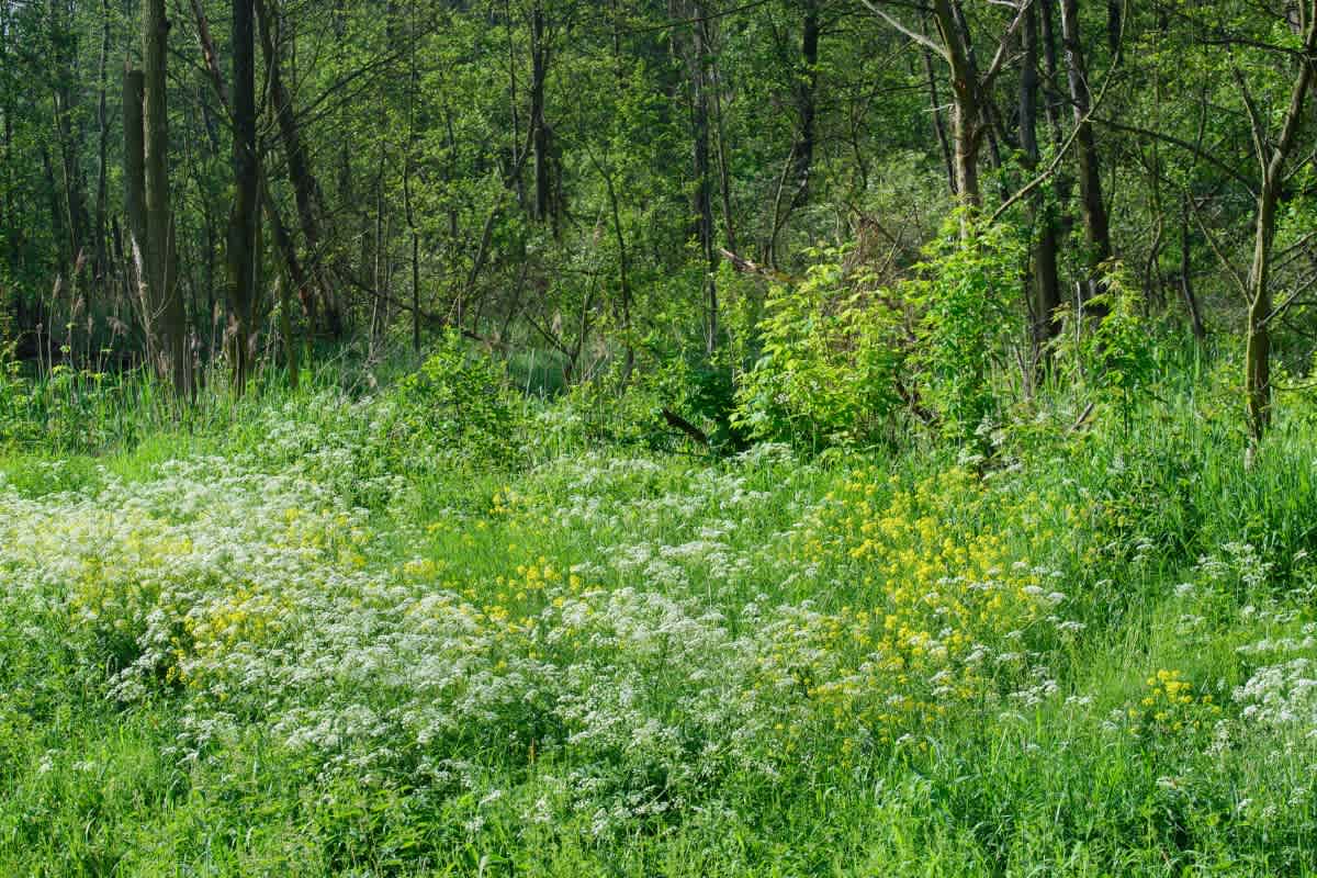 was ist ein dauerwald