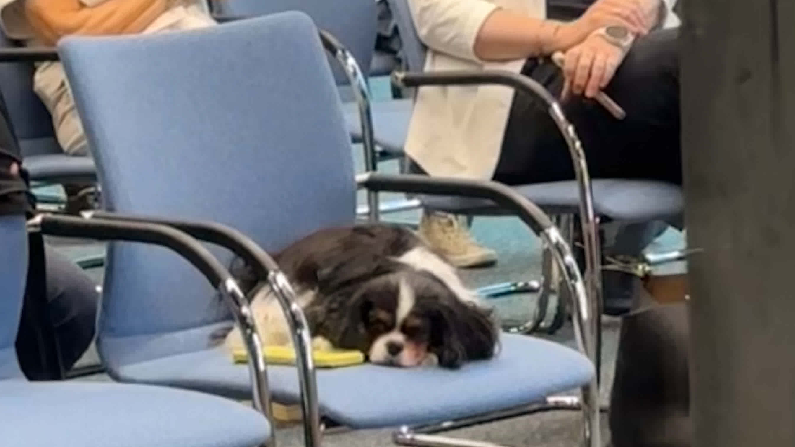 Die kleine Hündin Lilli, ein King-Charles-Spaniel, liegt eingerollt auf einem Stuhl in den Publikumsreihen.