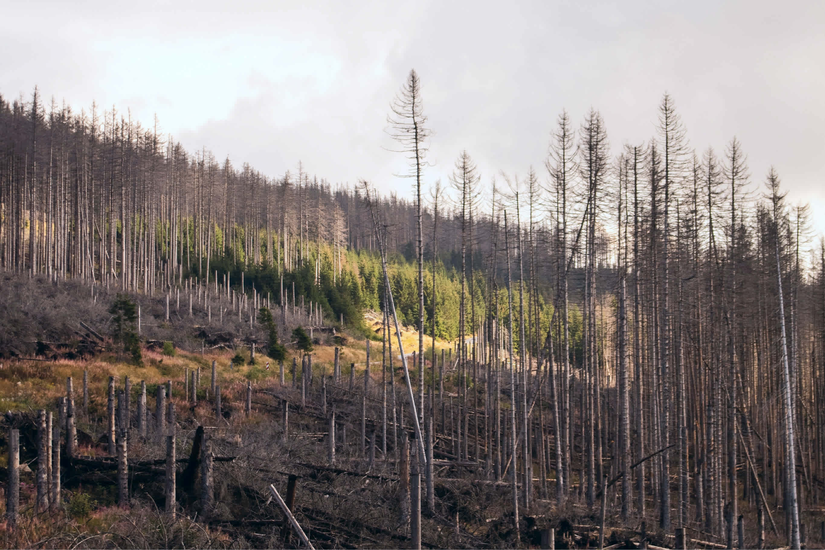 Felled and dead trees, but in the middle green trees appear in the sunlight
