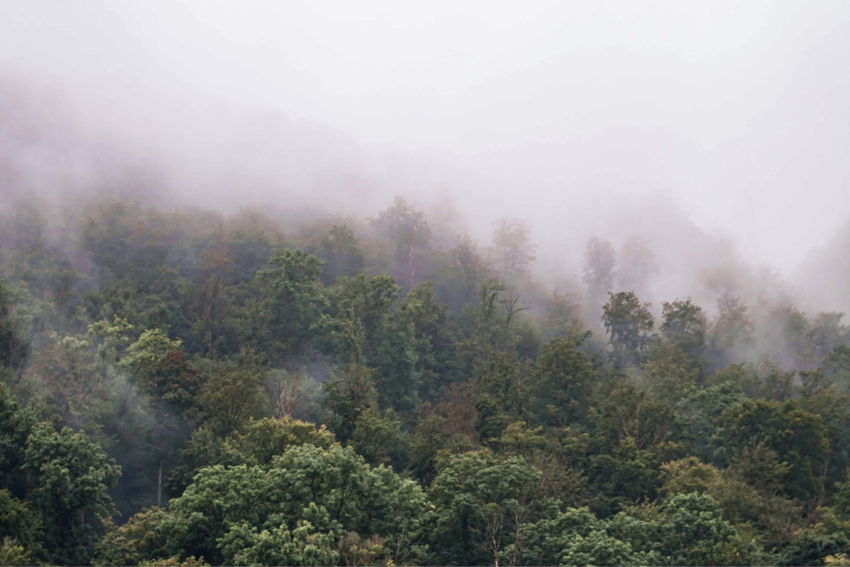 Deciduous trees in the fog