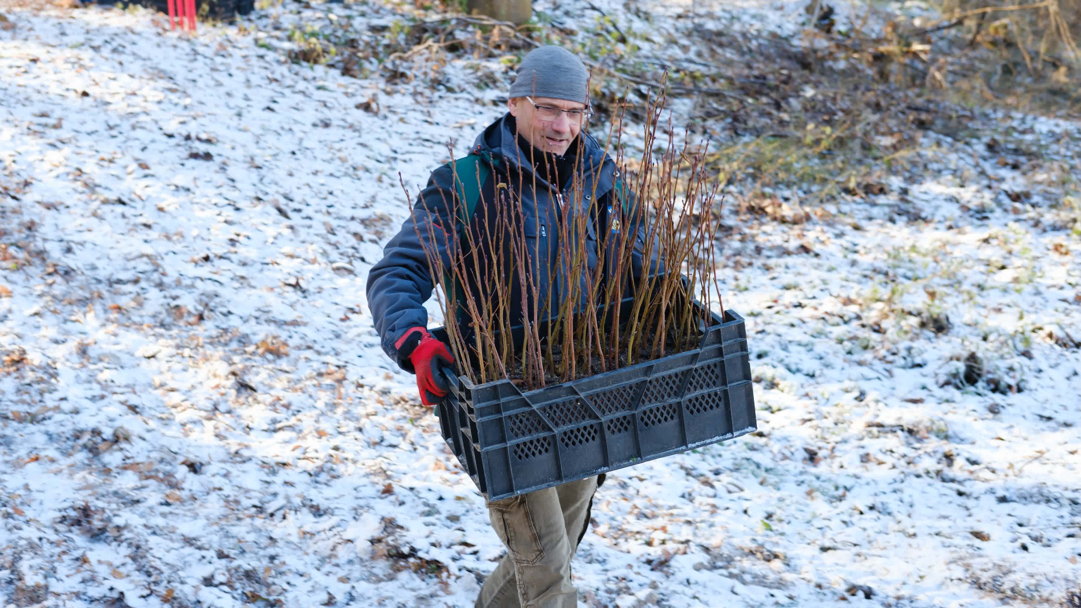 A volunteer carries a basket of young red alders down a slope.