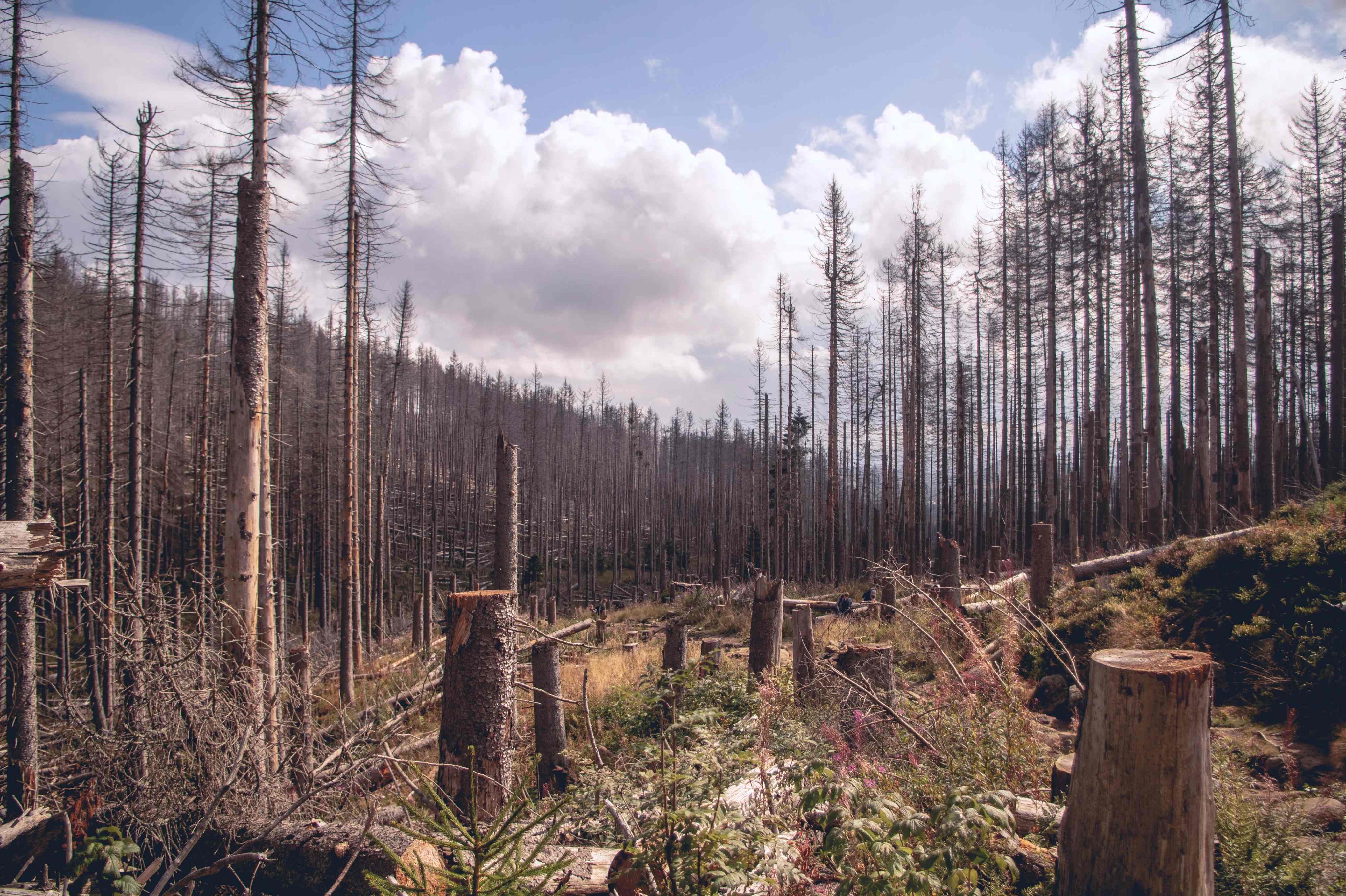 Dead pine wood and felled trees in the Harz Mountains