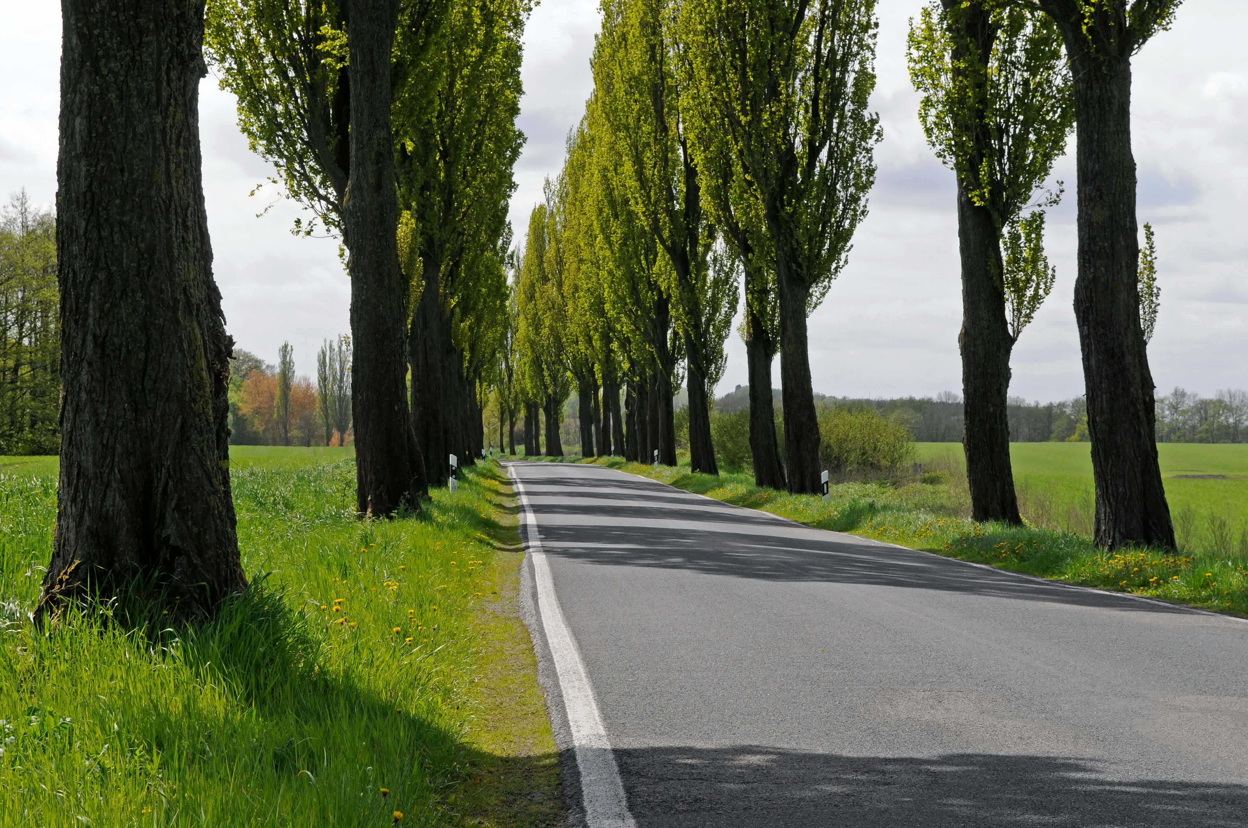 Landstraße mit links und rechts Bäumen.