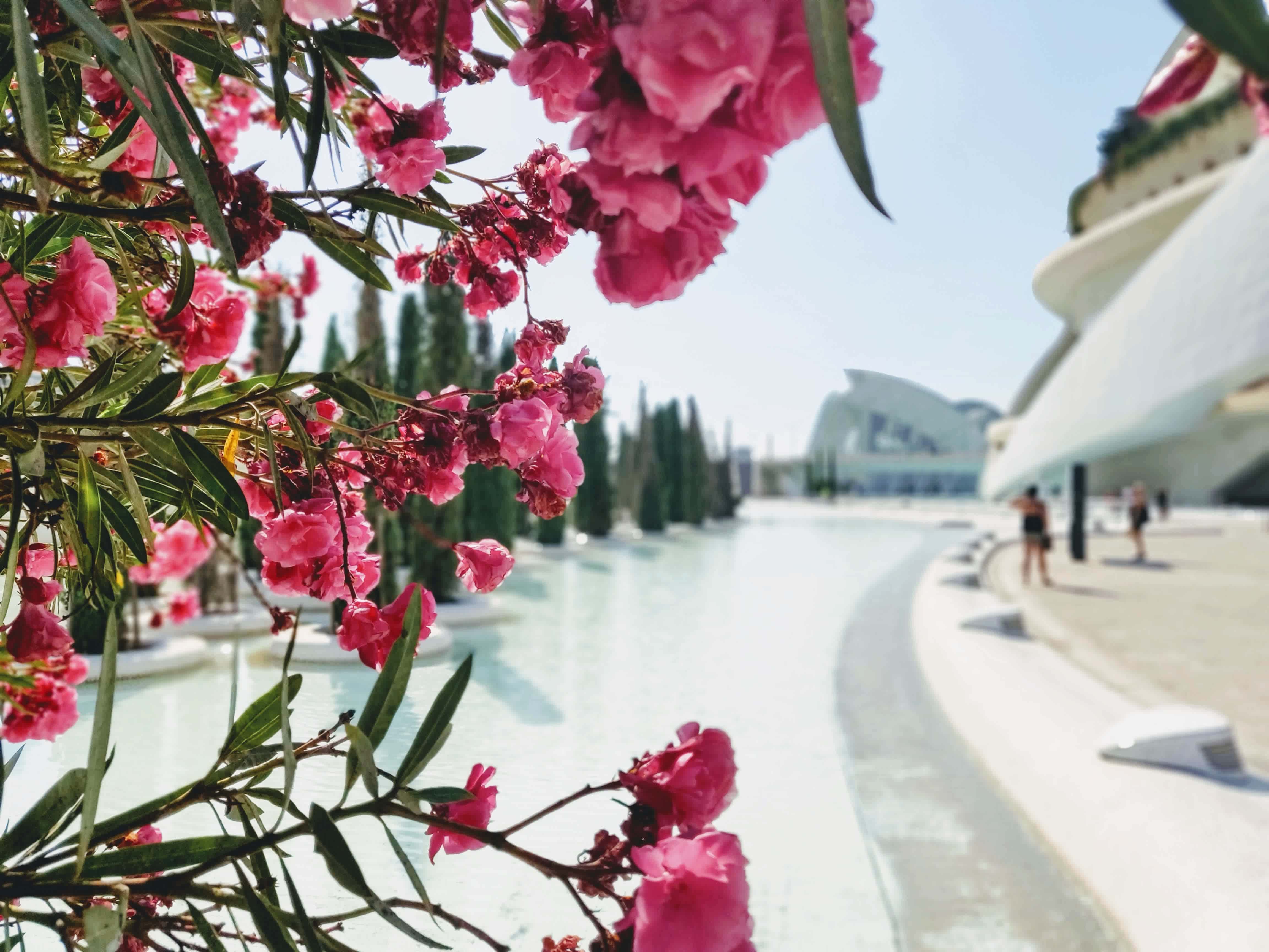 Bild von Valencia mit Blumen im Vordergrund