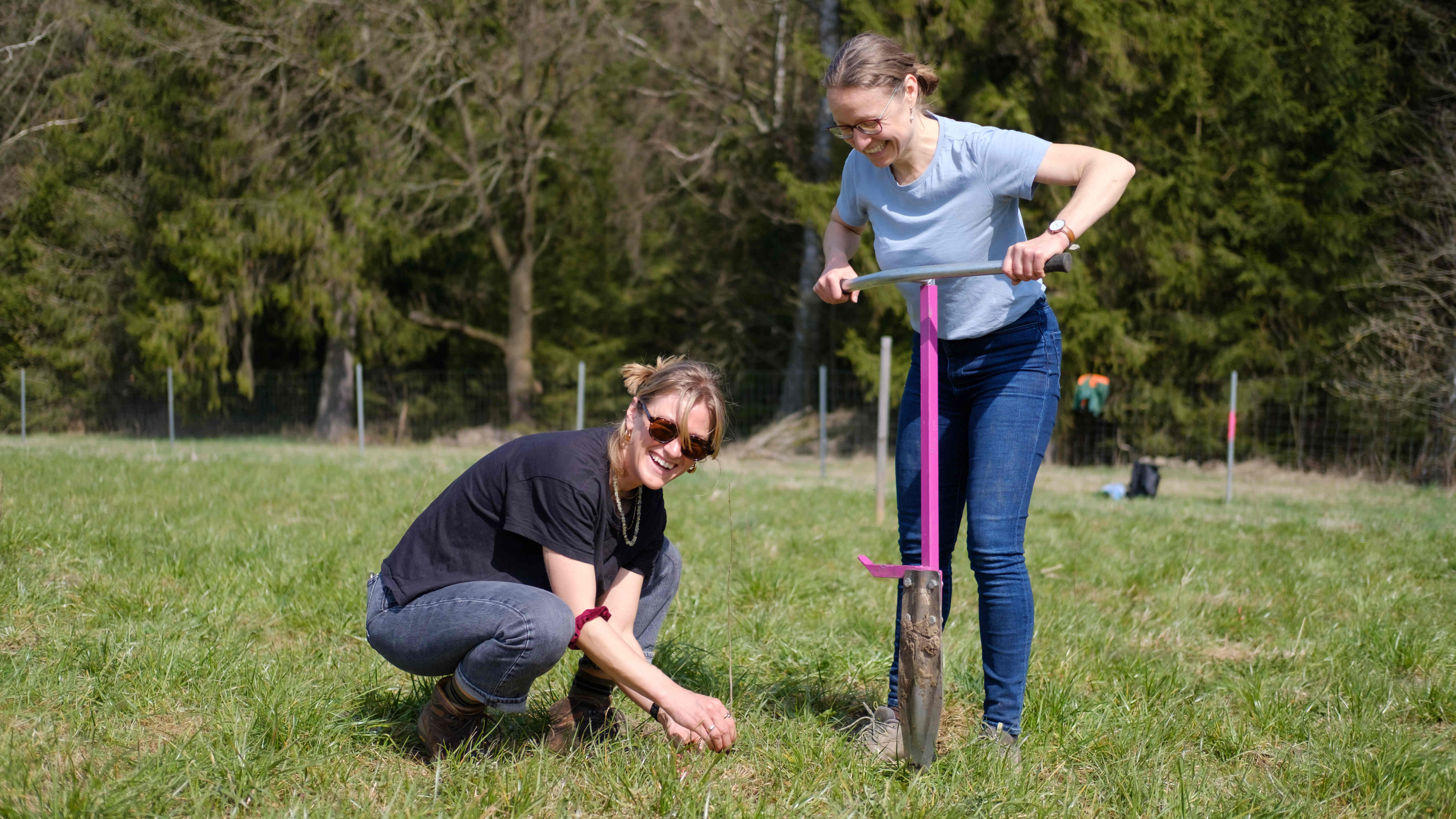 Using a special spade, two women plant a sapling