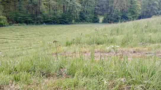 Young trees are growing and starting to green the area.