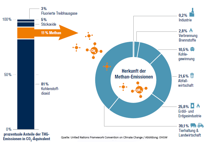 Methan und der Klimawandel – was haben Kühe damit zu tun? | ForTomorrow
