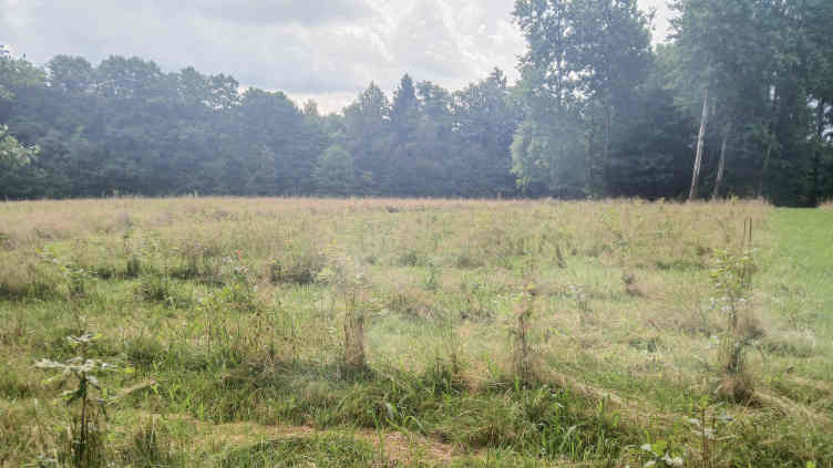 Misty field with rows of young trees with larger decidious trees in the background