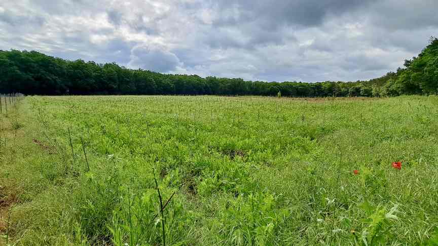 A photo of the green area in Karlstadt, showing the rows of newly planted trees.