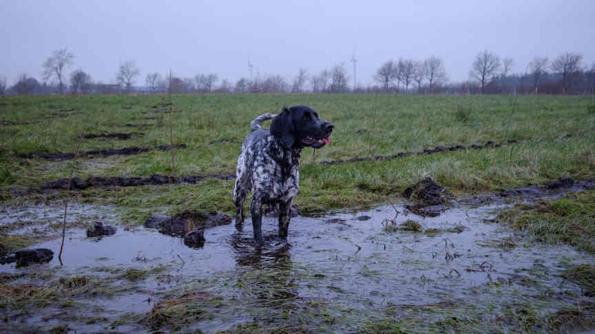 Ein Hund steht auf der unter Wasser stehenden Fläche. 