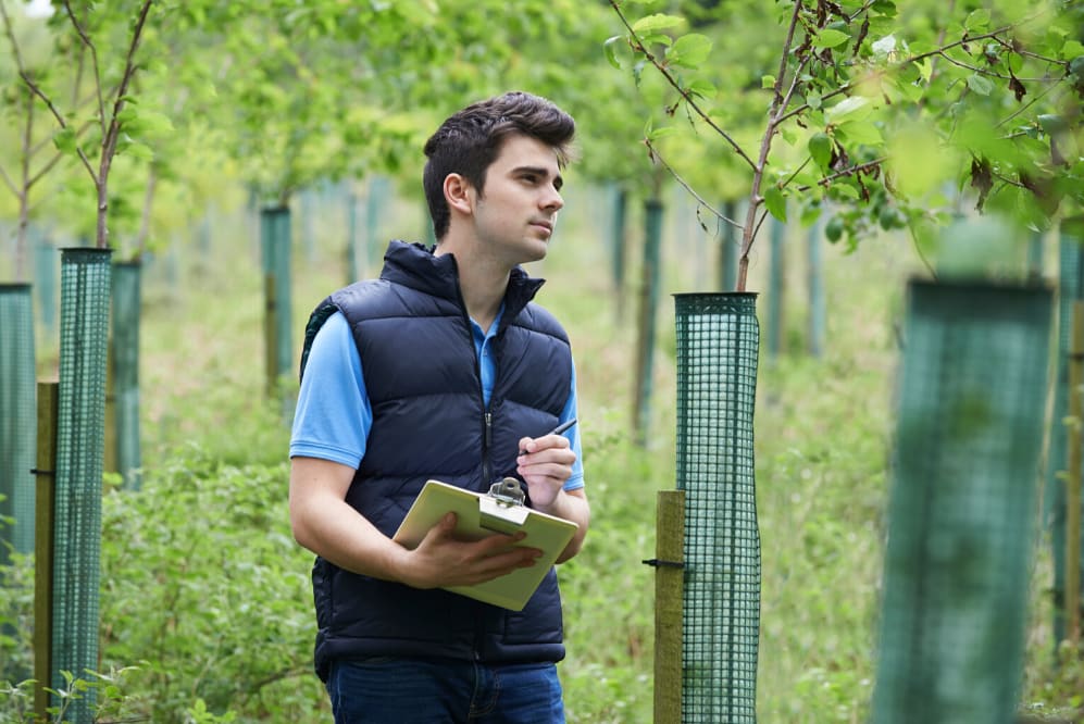 Example of tree care after planting