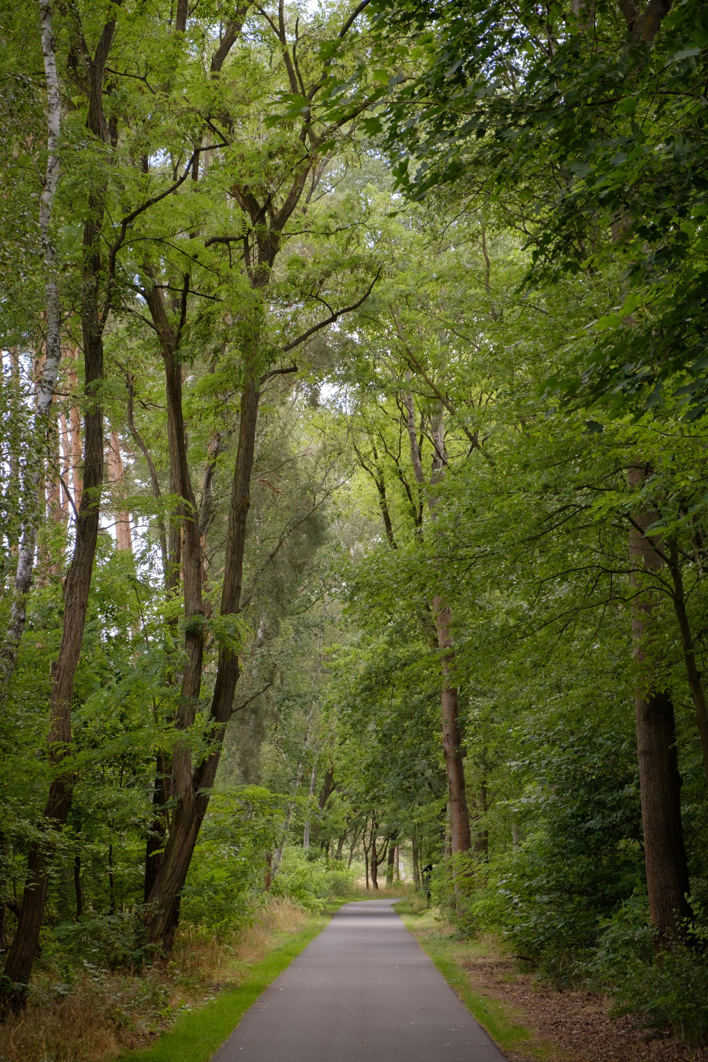 A bicycle path through a forest