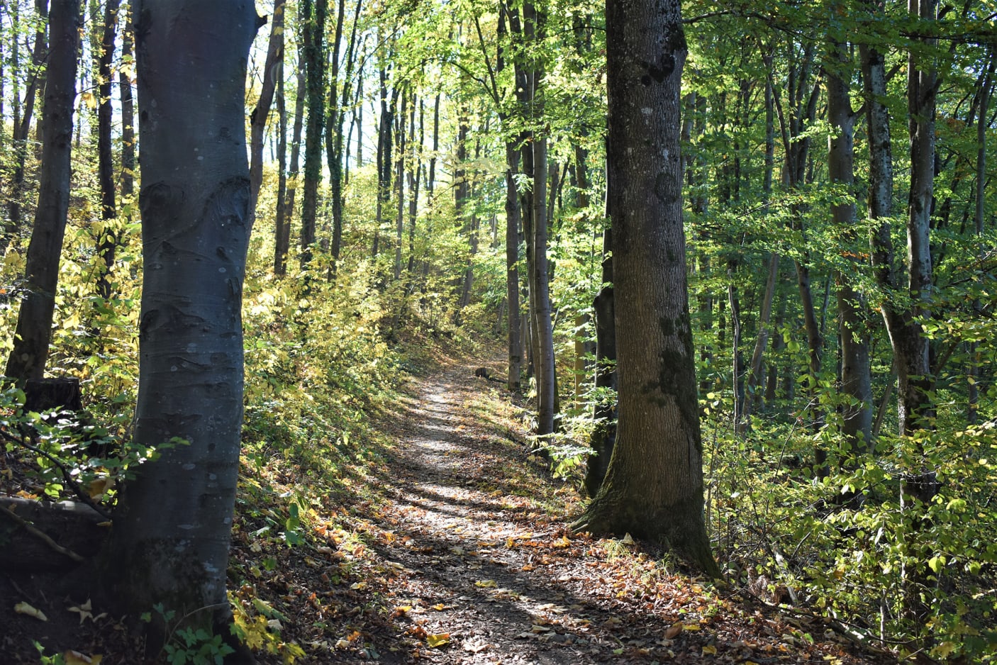 Mixed beech forest example, Bad Niedernau, South Germany