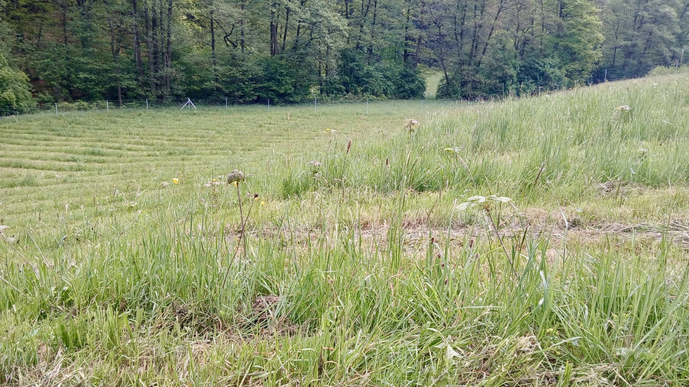 Young trees are growing and starting to green the area.