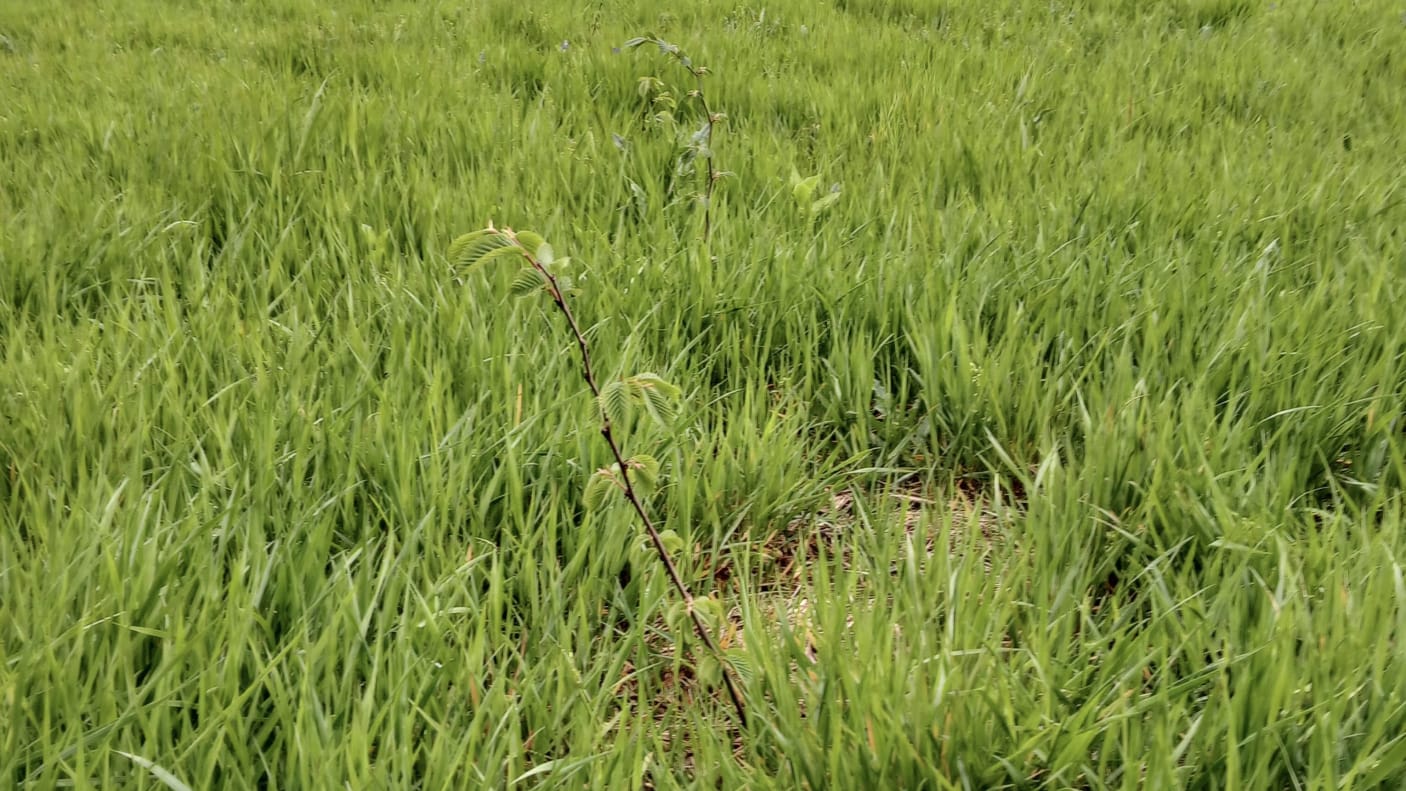 Eine Aufnahme von der Grünfläche mit jungen, zarten Bäumen