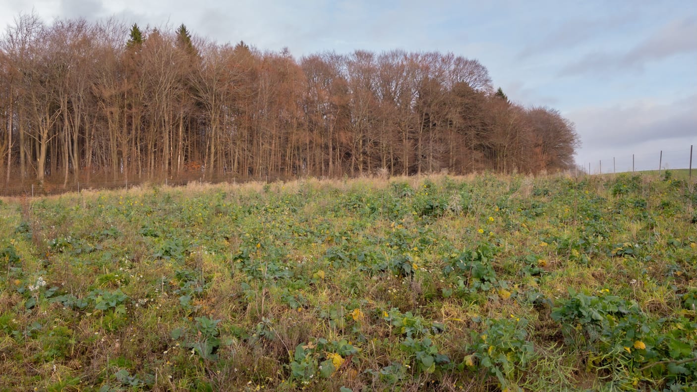 Ein Foto der Setzlinge auf der Aufforstungsfläche.