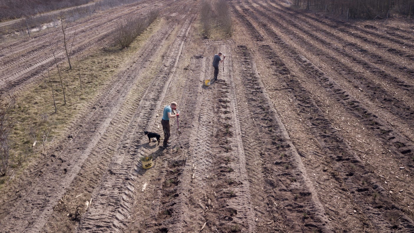 Two men planting rows of little trees