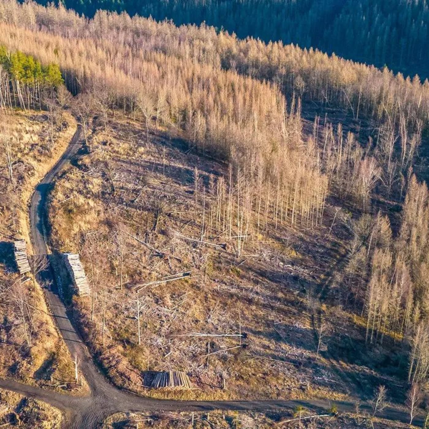 klimakrise und baumsterben im harz