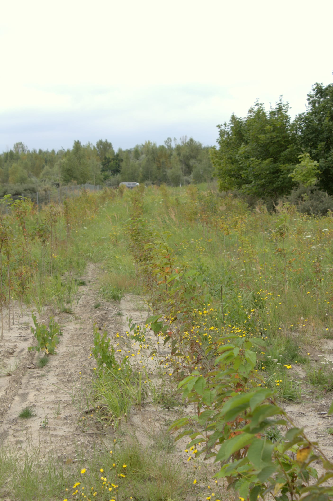 Rows of young trees of various sizes