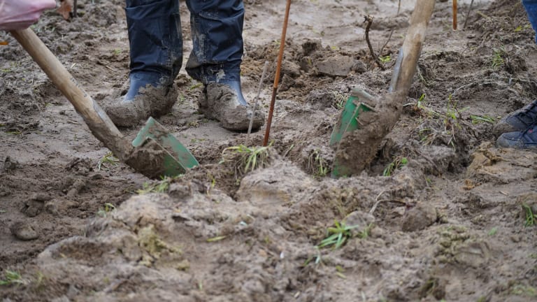 Nahaufnahme des künftigen Waldbodens, in dem mit einer Schaufel Pflanzlöcher für neue Setzlinge vorbereitet werden.