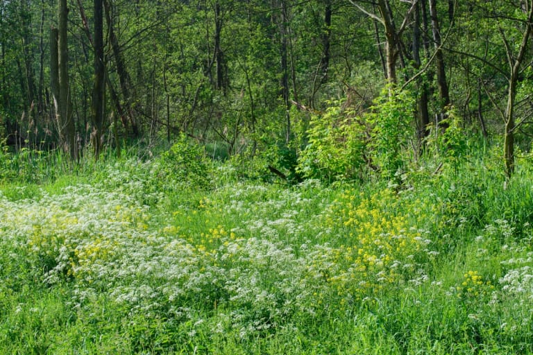 was ist ein dauerwald