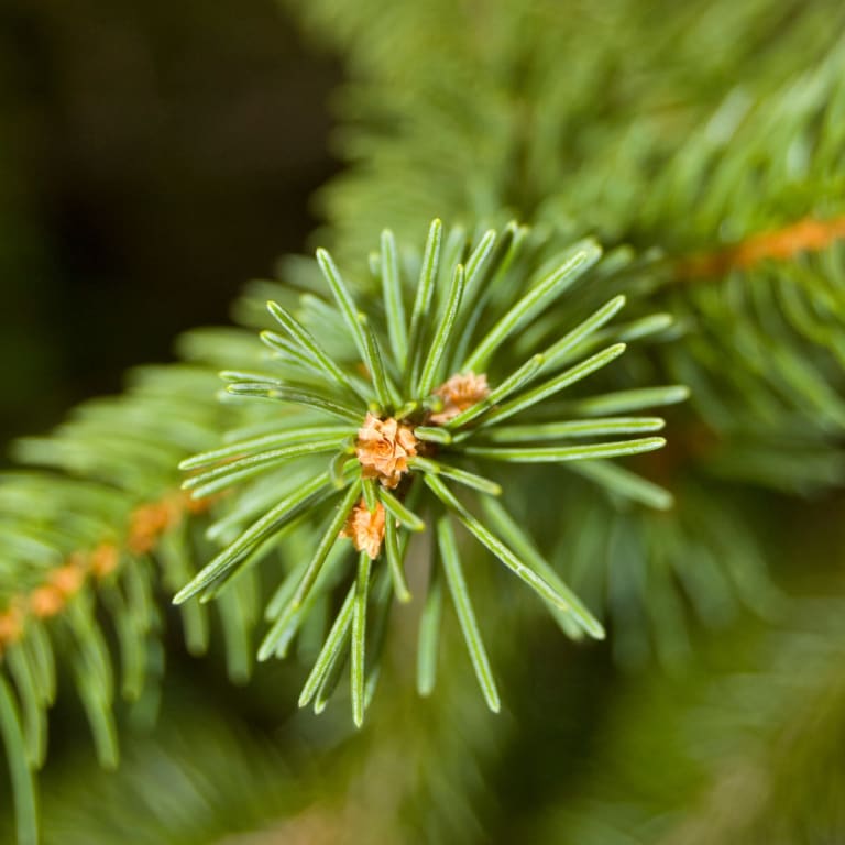 douglasie speichert als baum viel co2