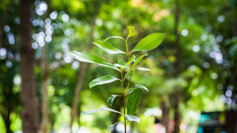 Ein junger Baum wird eingepflanzt.