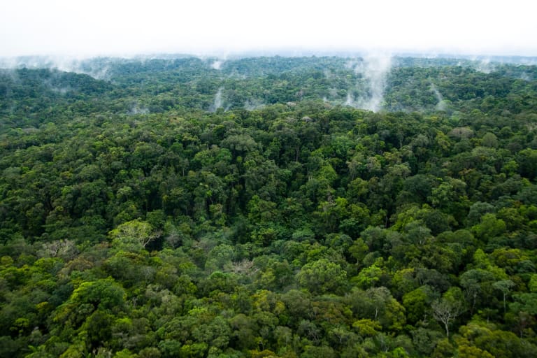 Kippelement beim Klimawandel, der Amazonas Regenwald