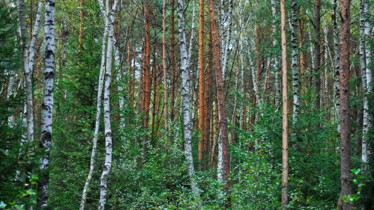Verschiedene Bäume im Wald.